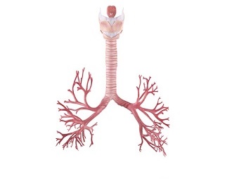 Continuous Muscle Relaxant Administration for the Management of Severe Tracheomalacia