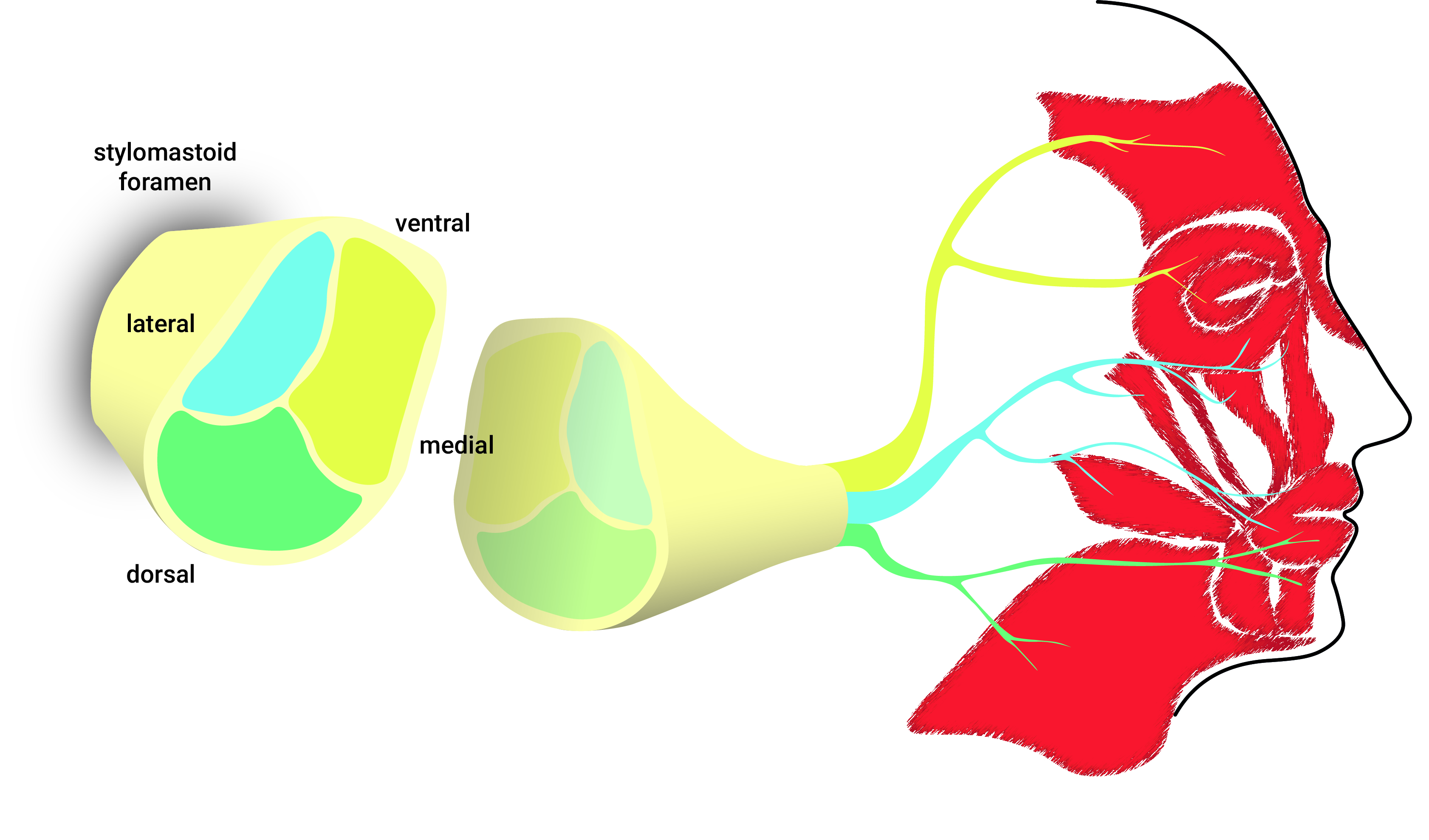 Topographic Facial Nerve Transplantation