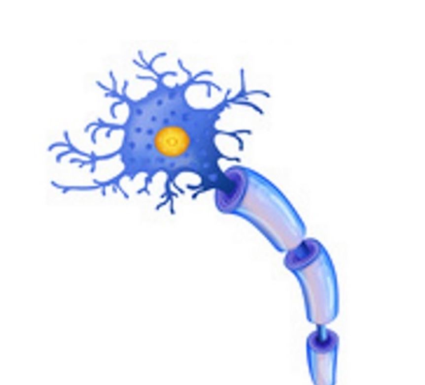 Sensory Nerve Transfers and Direct Neurotization: The New Frontier in Peripheral Nerve Surgery