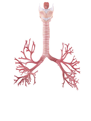 Muscle Relaxant Administration to Manage Severe Tracheomalacia