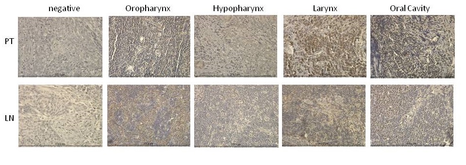 Figure1rev.JPG